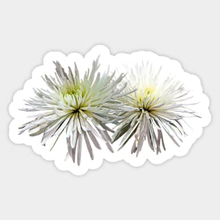 Two White Spider Mums Sticker